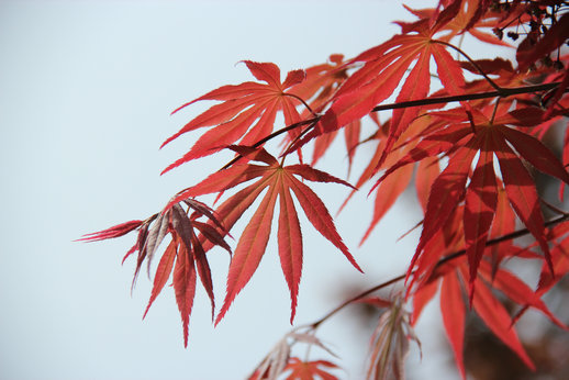 IMG_4325_副本1.JPG