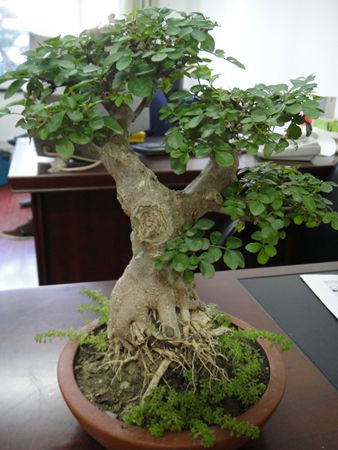 DSC02229.JPG