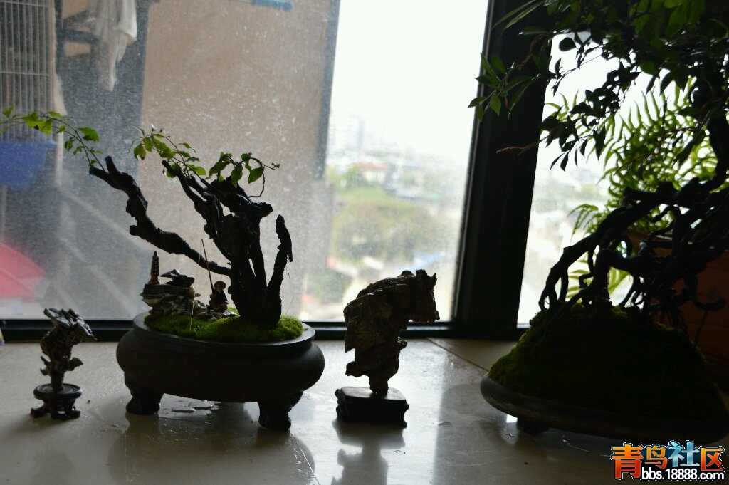 DSC_0007-1-1.jpg