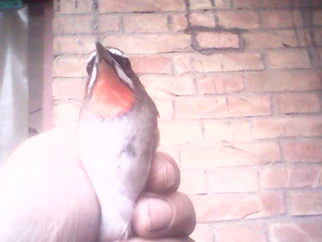 IMG0254A.jpg