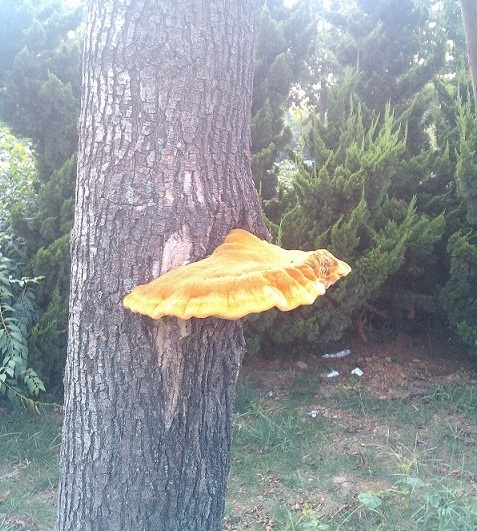 IMG20130915145326.jpg