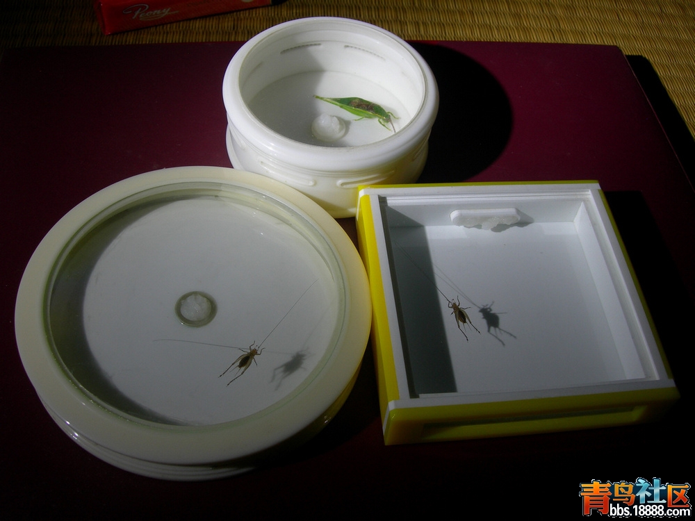DSCN9918.JPG