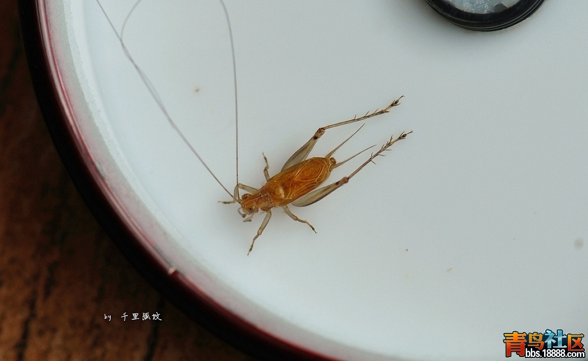 DSC_0549_副本.jpg