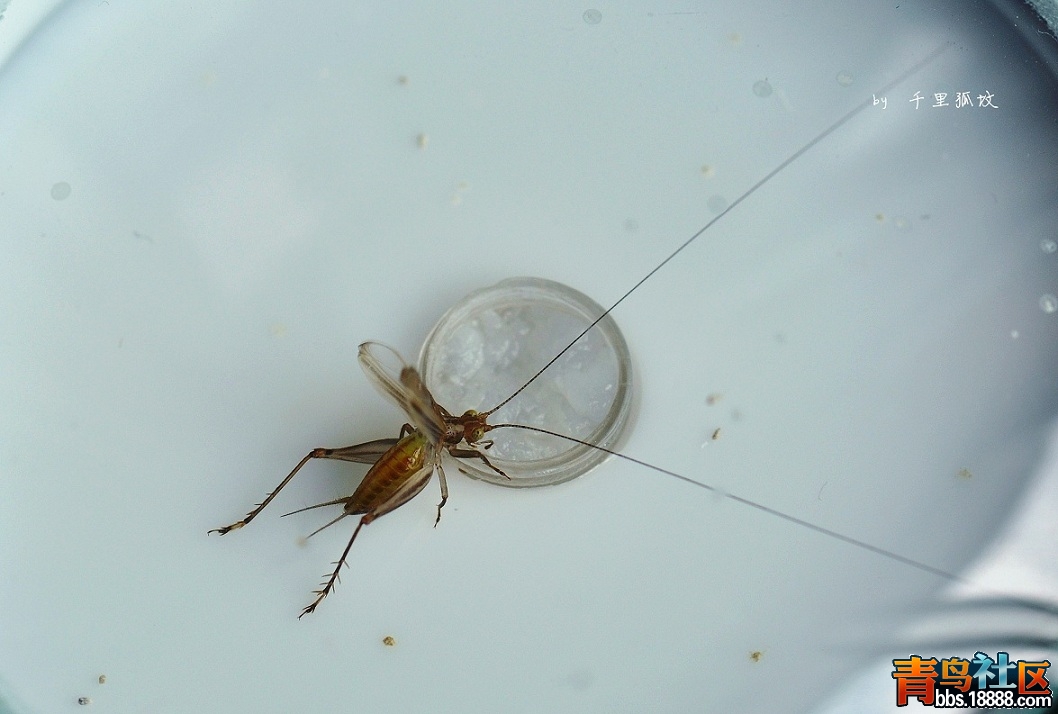 DSC_0554_副本.jpg