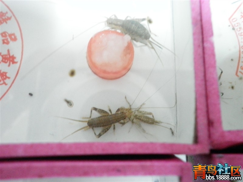 石蛉2.jpg