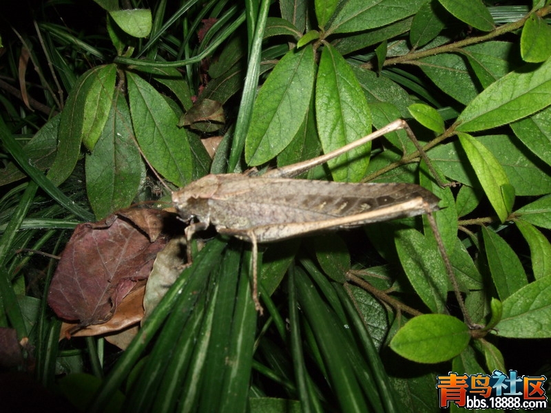 DSCF8719.jpg