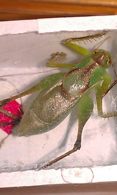 IMAG0013.jpg