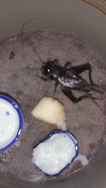 IMAG0059.jpg
