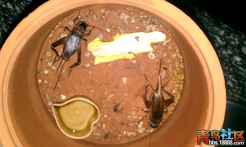 IMAG0467.jpg