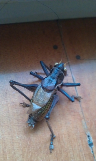 IMAG3744.jpg