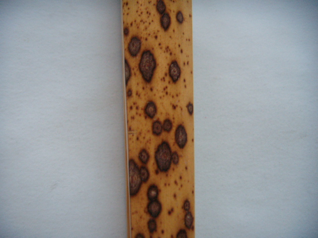 DSCN6287.JPG