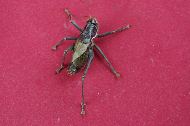 IMGP3268_副本蝈蝈1.jpg