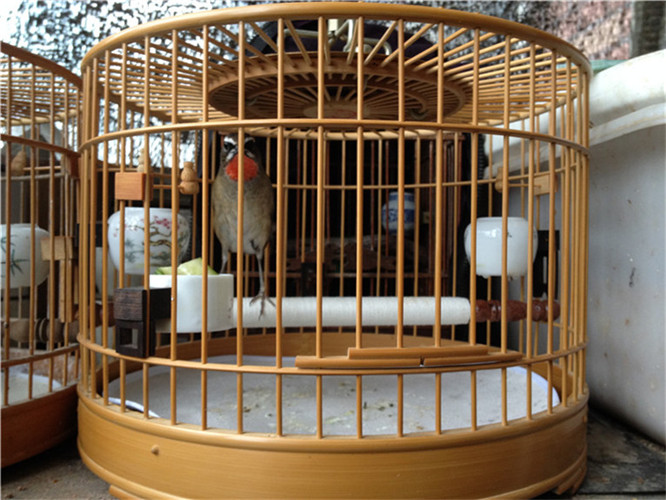 2013年9月30日小红 (1).jpg