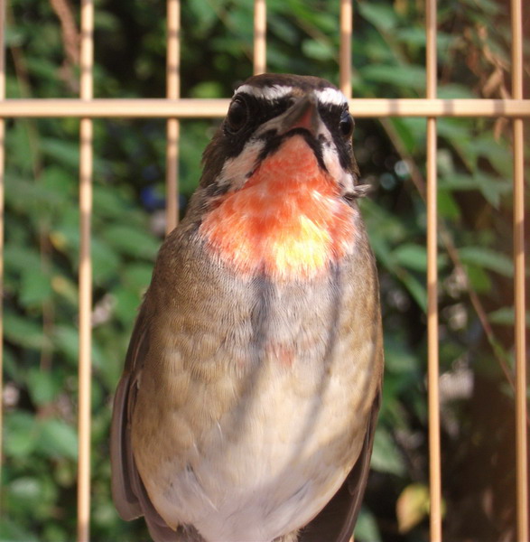 DSCF6011_缩小大小.JPG