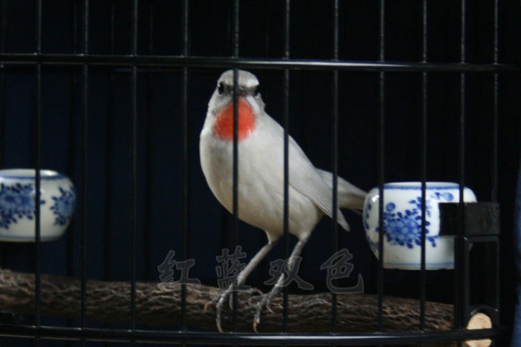 白2.JPG