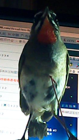 图片 040_副本.jpg
