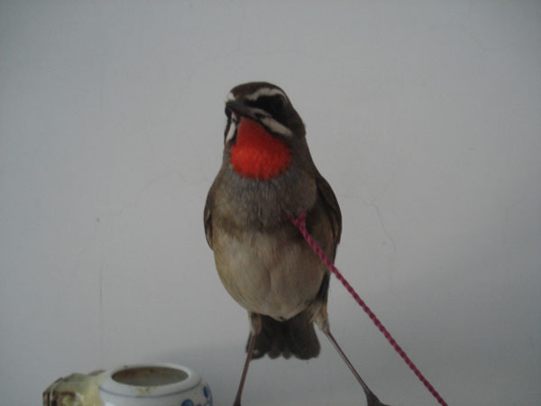 DSC06423.JPG