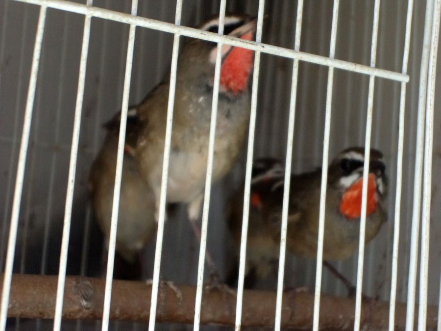 DSC03357_副本.jpg
