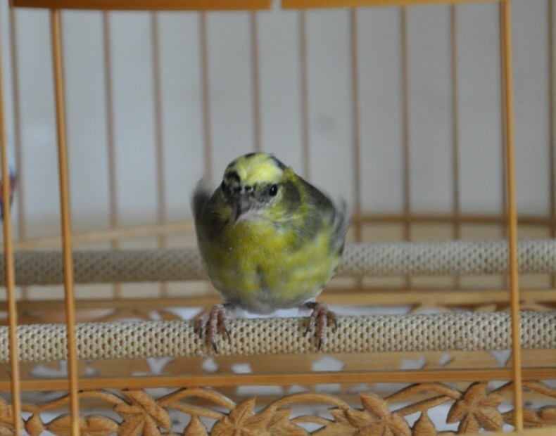 小黄雀4.jpg