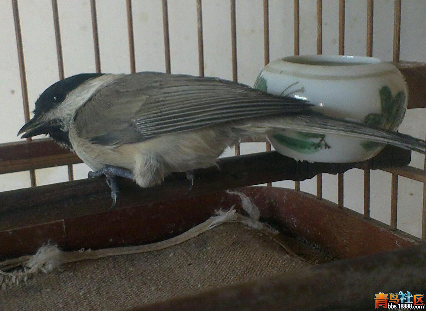 IMAG1583_1_1.jpg