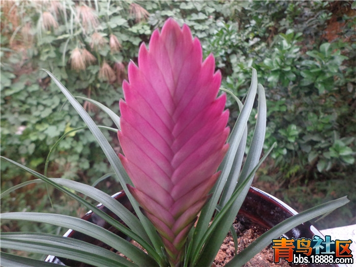 DSC02390_副本.jpg