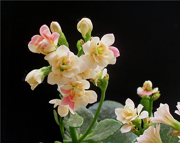 ALIM5749_副本.jpg