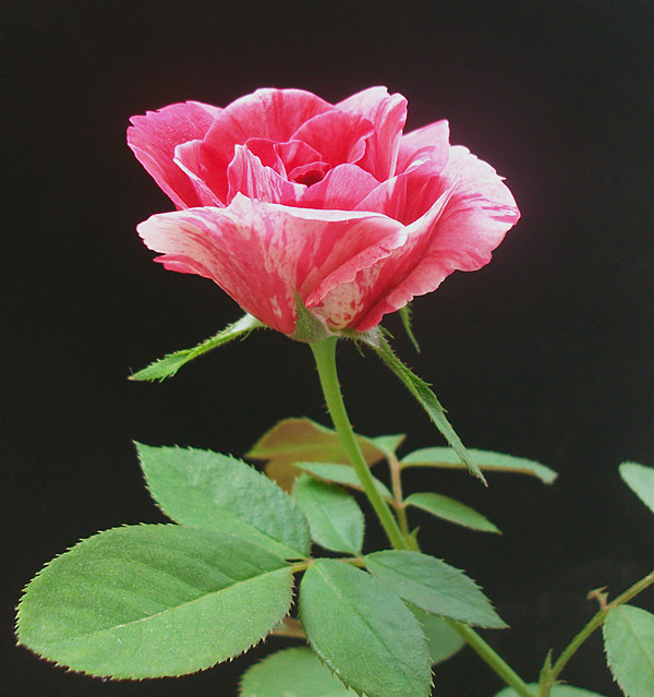 ALIM6628_副本.jpg
