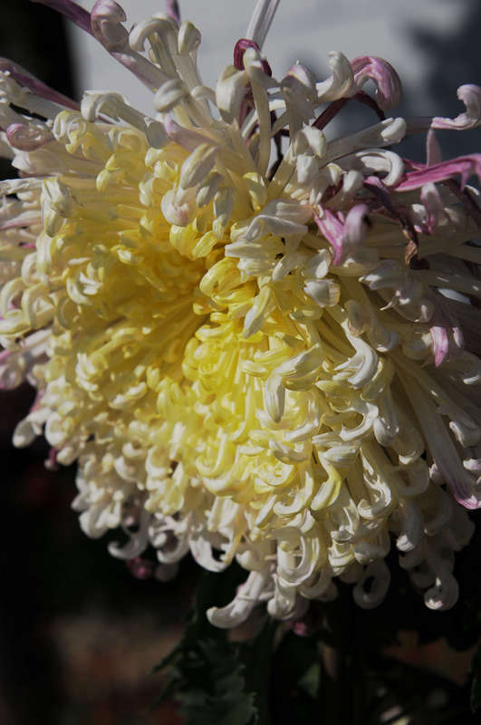 DSC_6785.JPG