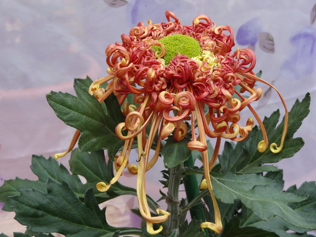 菊009-1.JPG