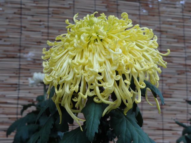 菊001-1.JPG