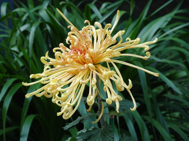 菊023-1.JPG