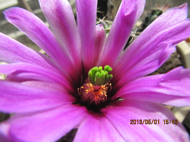 IMG_4568.jpg