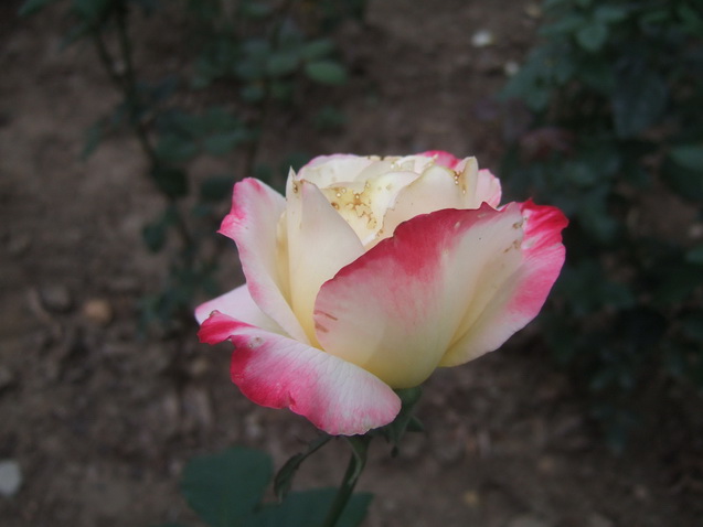 DSCF7483_调整大小.JPG