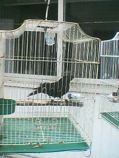 IMG0249A.jpg