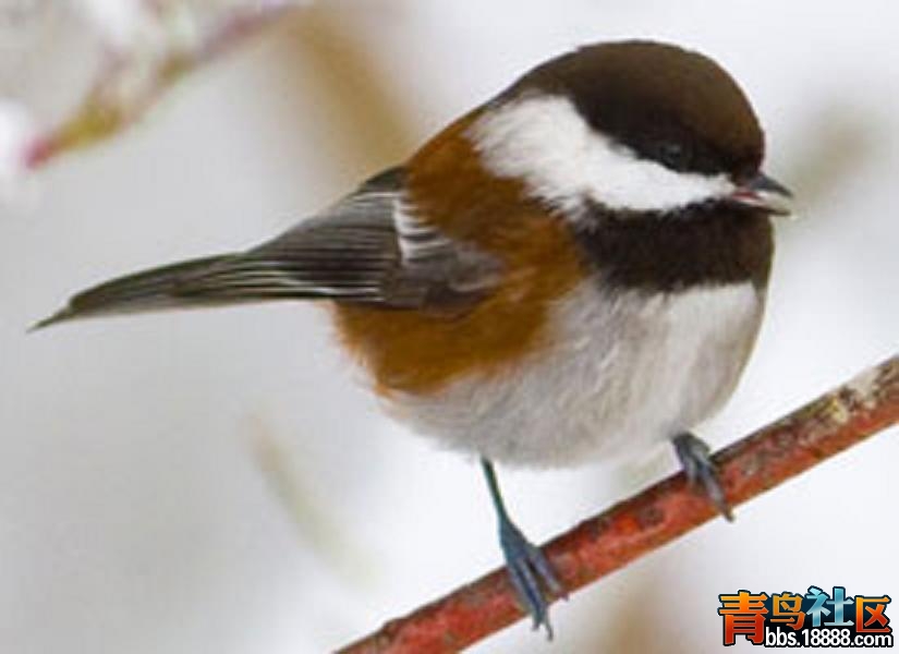 chestnut_backed_chickadee.jpg