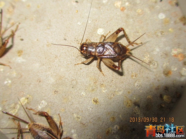 IMG_1139_副本.jpg