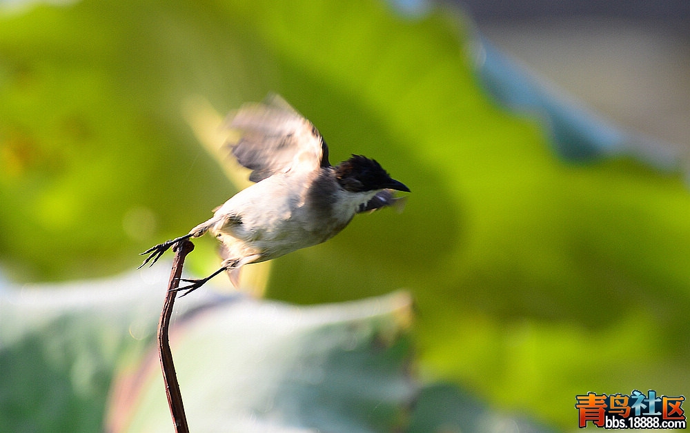 DSC_1015.JPG