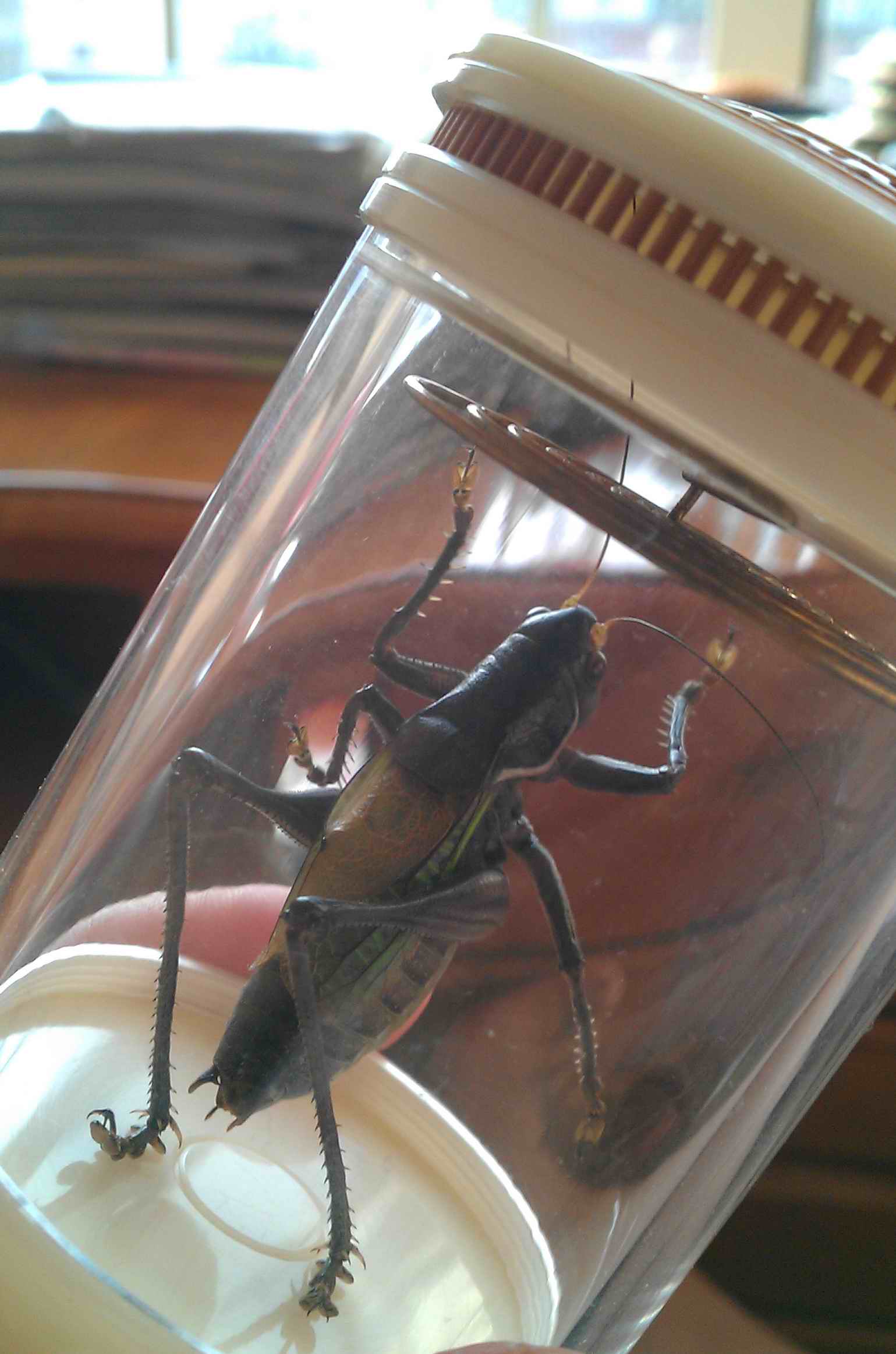 IMAG0503.jpg