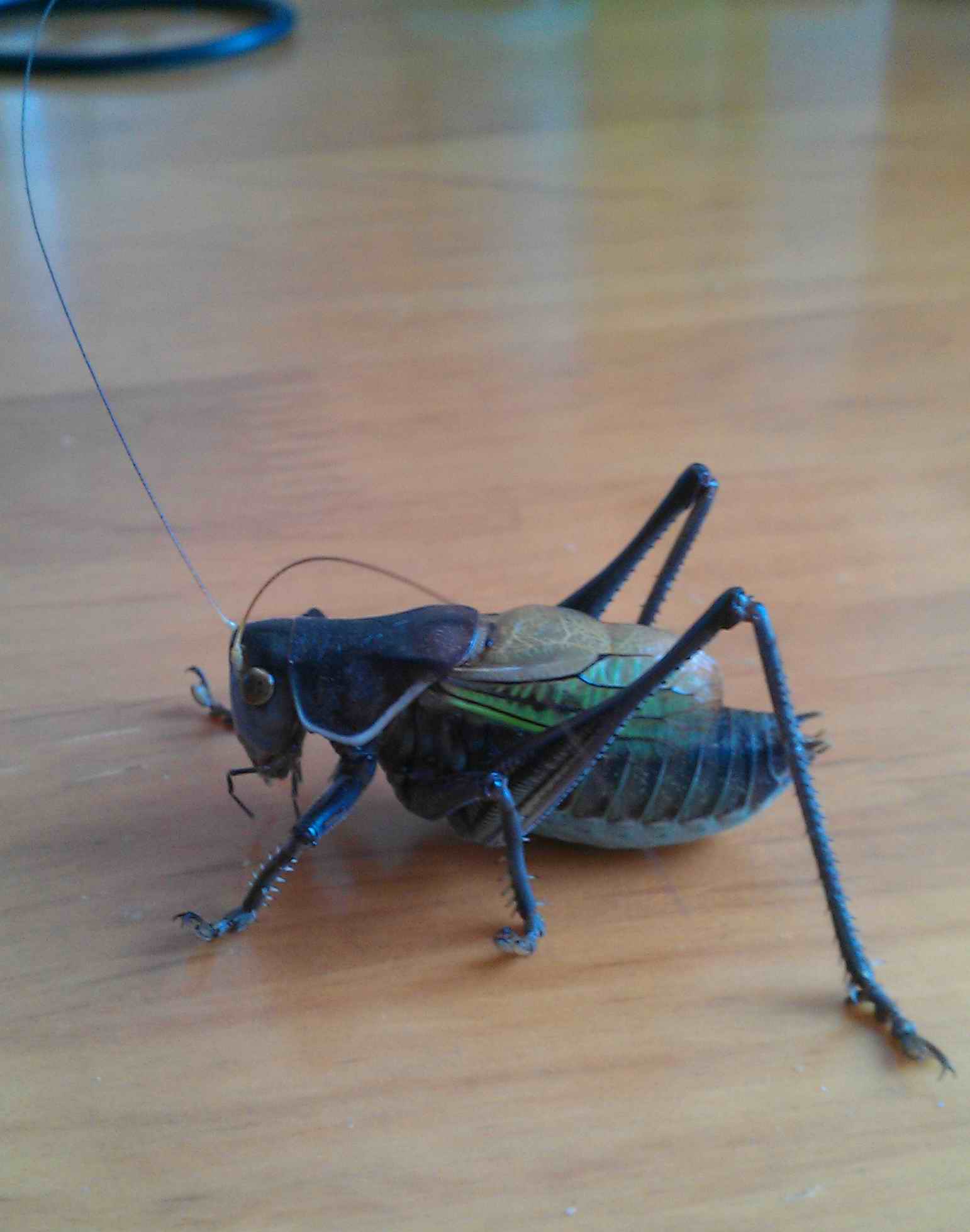 IMAG0496.jpg