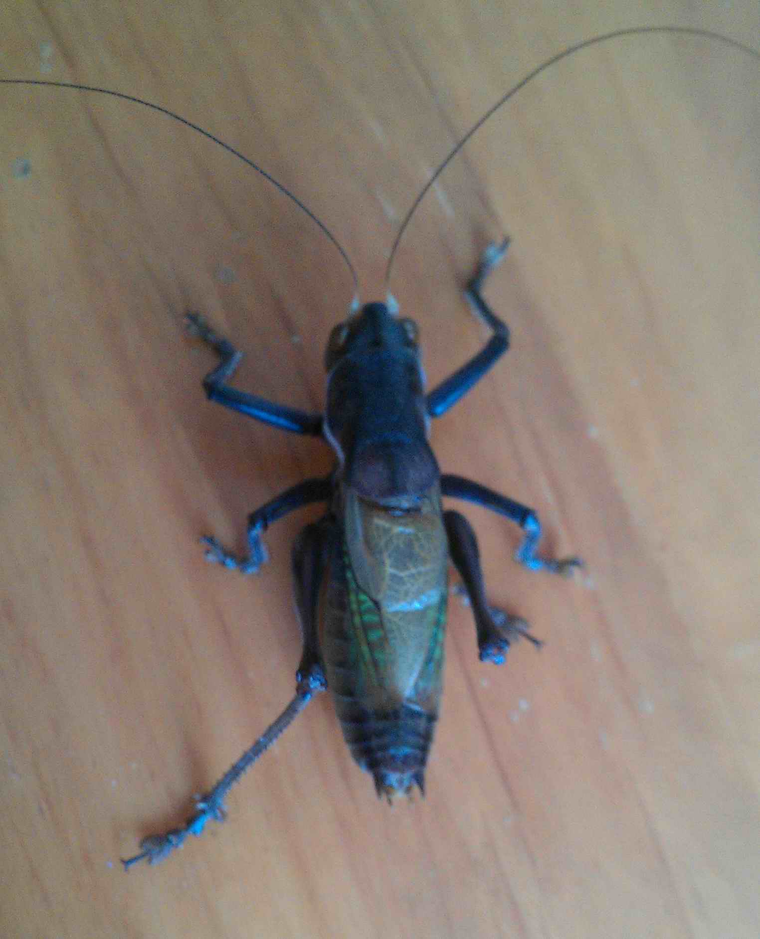 IMAG0495.jpg