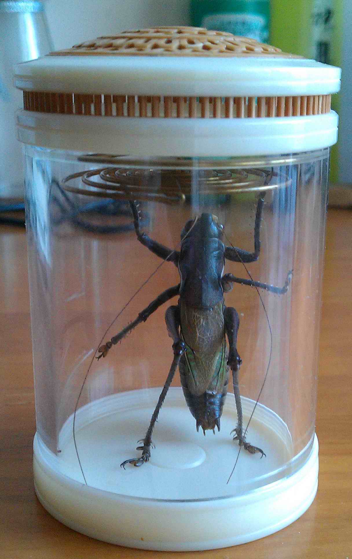 IMAG0492.jpg