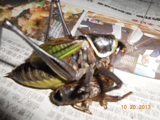 DSCN0778.jpg