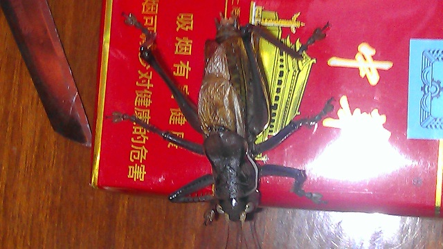 IMAG0079.jpg