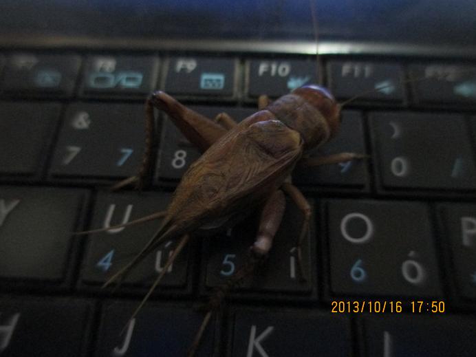 11.JPG
