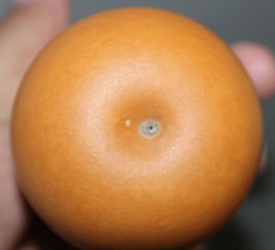 珠子2.jpg