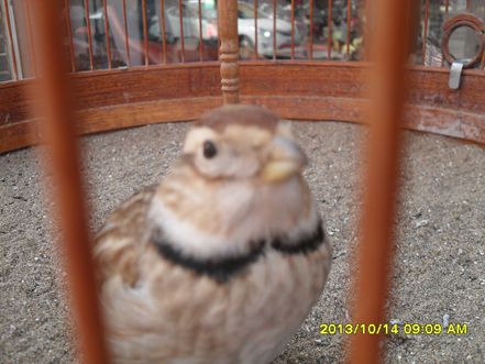 SAM_0938.JPG