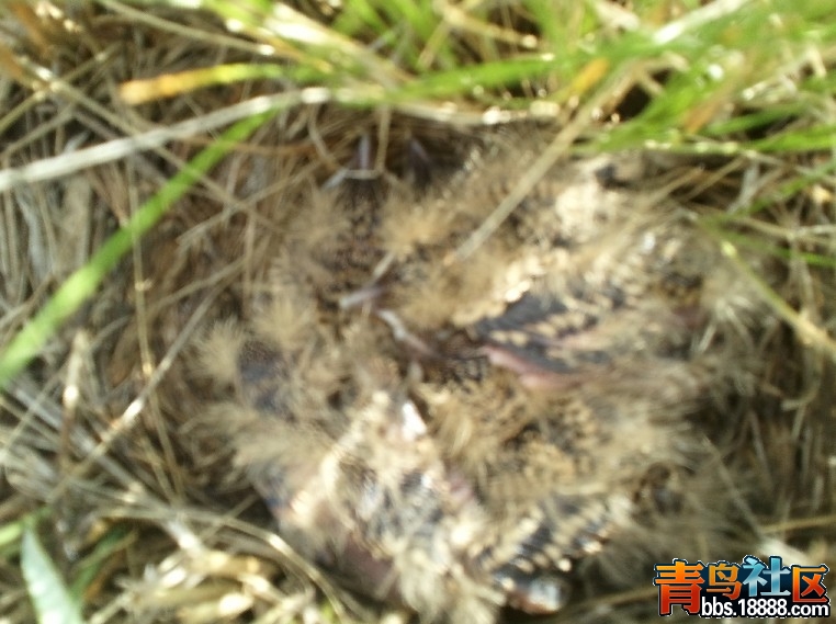 QQ图片20131029093329.jpg