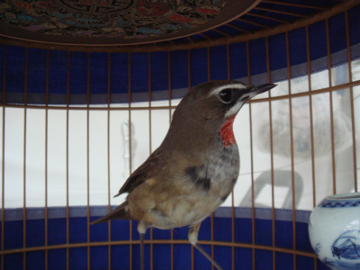 DSC08296.jpg