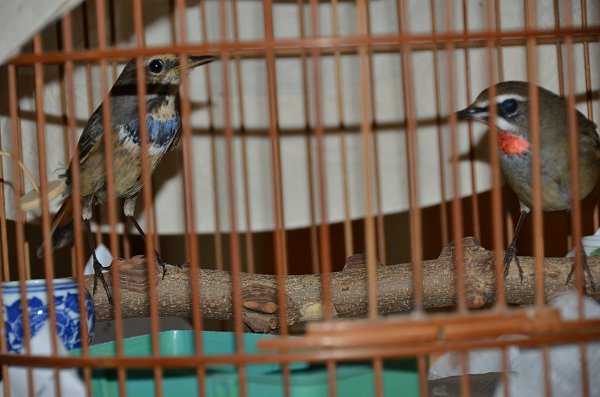 DSC_2255.JPG
