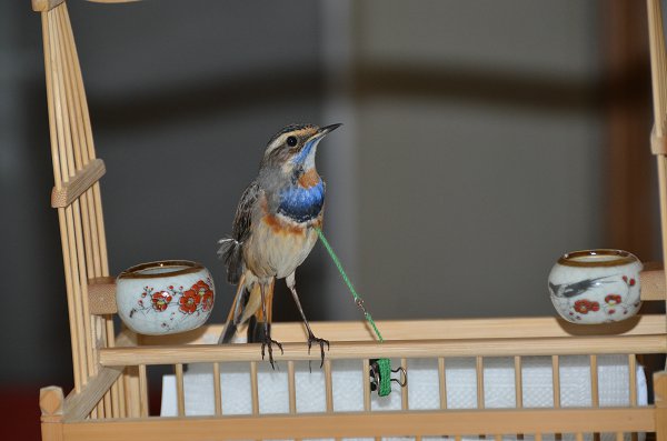 DSC_2215.JPG